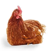 Efectos al pasar el cursor sobre la imagen